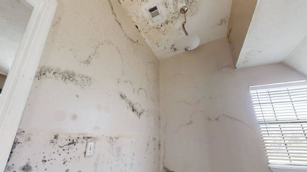 Best Mold Remediation for Healthcare Facilities  in Southmayd, TX