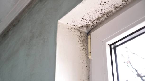 Best Environmental Consulting for Mold Prevention  in Southmayd, TX