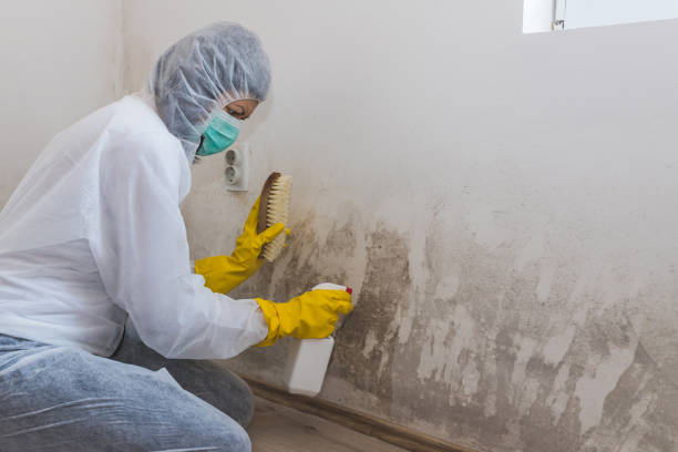 Best Basement Mold Removal  in Southmayd, TX