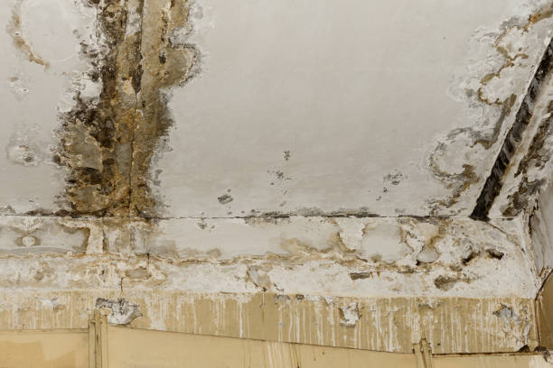 Asbestos and Lead Testing During Mold Inspection in Southmayd, TX