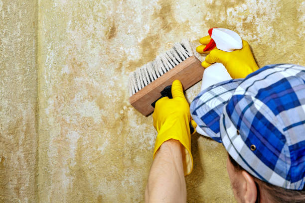 Best Basement Mold Removal  in Southmayd, TX