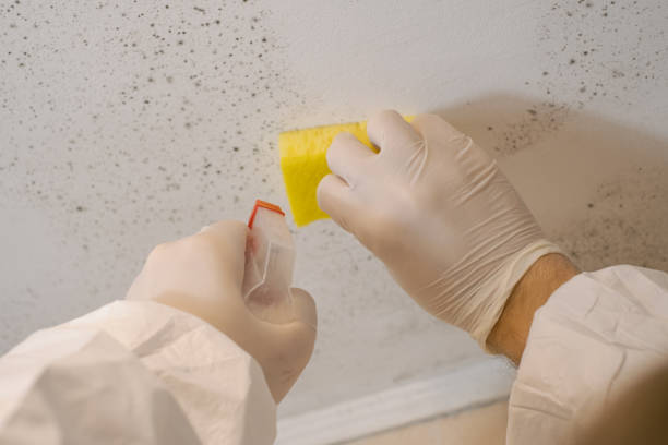 Best Forensic Mold Investigation  in Southmayd, TX